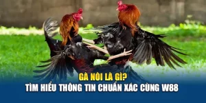 Gà Nòi Là Gì? Tìm Hiểu Thông Tin Chuẩn Xác Cùng W88 